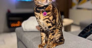 Alma a rejoint le concours — aidez-le/la à gagner de superbes lots ! bengal_cat, cat, pet, green_eyes, collar, tag, indoor, living_room, couch, furniture, blurred_background, curious, sitting, domestic_animal, mammal, feline, whiskers, ears, home, cozy
