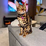 bengal_cat, cat, pet, green_eyes, collar, tag, indoor, living_room, couch, furniture, blurred_background, curious, sitting, domestic_animal, mammal, feline, whiskers, ears, home, cozy