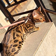 Alma a rejoint le concours — aidez-le/la à gagner de superbes lots ! bengal_cat, cat, pet, animal, feline, leash, outdoor, sunlight, concrete, resting, striped, spotted, ears, whiskers, green_eyes, metal_rail, shadow, texture, closeup, daylight