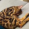 Alma a rejoint le concours — aidez-le/la à gagner de superbes lots ! animal, bengal_cat, cat, couch, cozy, ear, fur, furniture, home, indoor, paw, pet, relaxed, resting, sleeping, soft_light, spotted, striped, tail, whiskers