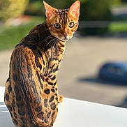 Alma participe au concours pour gagner de l'argent avec cette photo : alert, animal, bengal_cat, blurred_background, cat, close_up, daylight, feline, fur, green_eyes, looking_back, nature, outdoor, pet, portrait, sitting, spotted_coat, sunlight, tail, whiskers