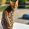 alert, animal, bengal_cat, blurred_background, cat, close_up, daylight, feline, fur, green_eyes, looking_back, nature, outdoor, pet, portrait, sitting, spotted_coat, sunlight, tail, whiskers