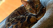 Alma participe au concours pour gagner de l'argent avec cette photo : animal, bed, bengal_cat, cat, closeup, comfortable, cozy, domestic_animal, ears, feline, fur, green_eyes, indoor, looking_at_camera, pet, relaxed, resting, soft_light, whiskers, window