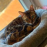 animal, bed, bengal_cat, cat, closeup, comfortable, cozy, domestic_animal, ears, feline, fur, green_eyes, indoor, looking_at_camera, pet, relaxed, resting, soft_light, whiskers, window
