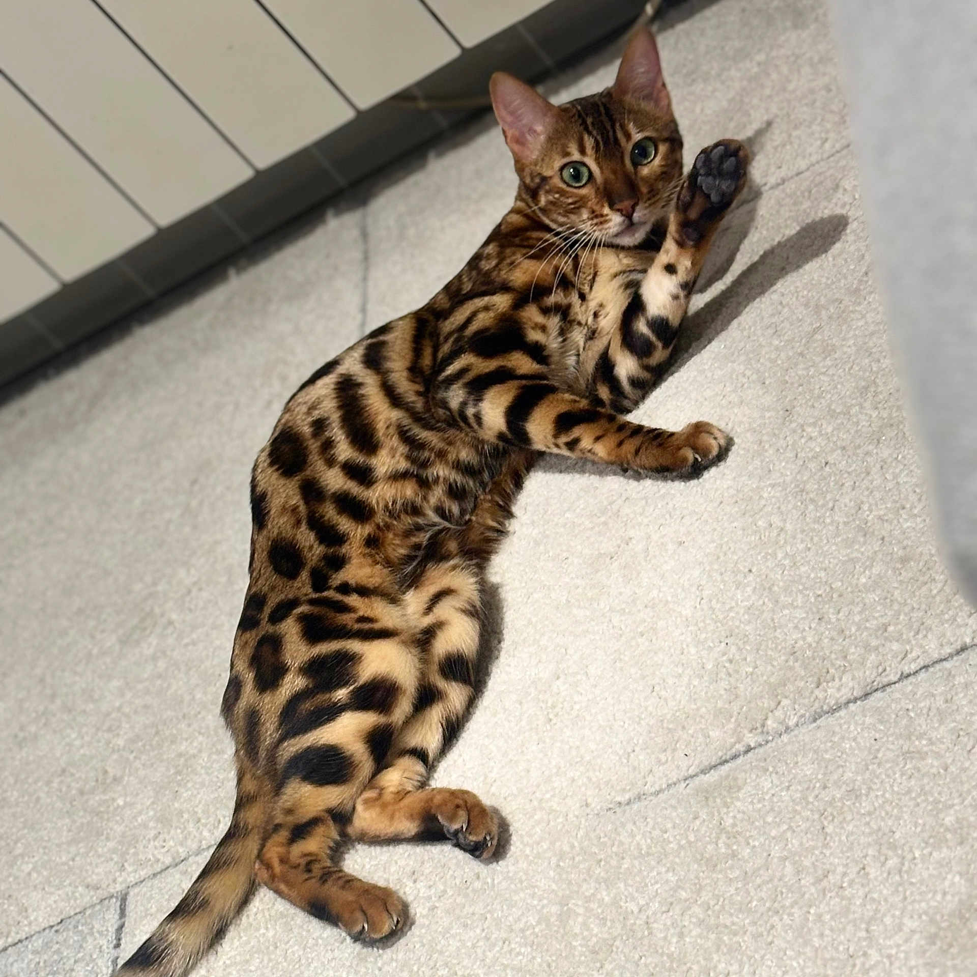 Alma a rejoint le concours — aidez-le/la à gagner de superbes lots ! bengal_cat, cat, pet, animal, indoor, carpet, feline, spotted_coat, relaxing, paw, looking, cute, playful, whiskers, ears, tail, closeup, domestic_cat, fur, mammal