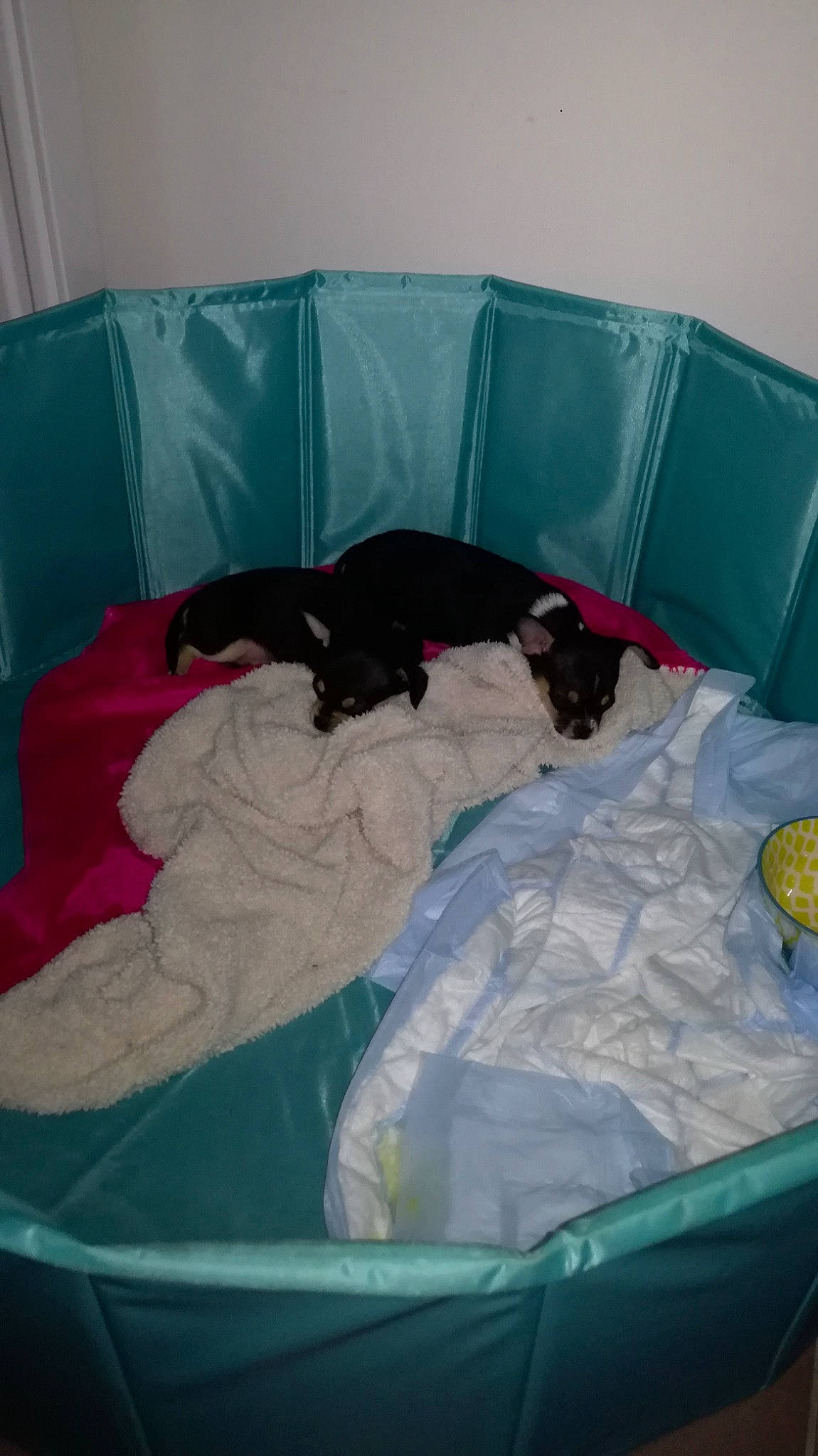 Leïa a rejoint le concours — aidez-le/la à gagner de superbes lots ! bed, bed_sheet, bedding, bedroom, carnivore, comfort, dog, home, interior_design, linens, mattress, plastic, room, teal