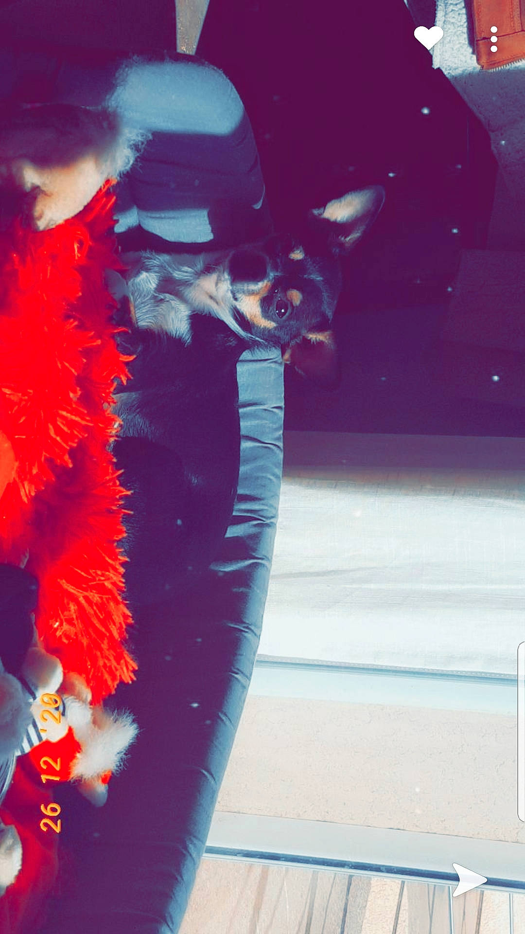 Leïa a rejoint le concours — aidez-le/la à gagner de superbes lots ! animal_product, collar, costume, costume_accessory, costume_hat, feather, feather_boa, fur, fur_clothing, glove, natural_material, whiskers