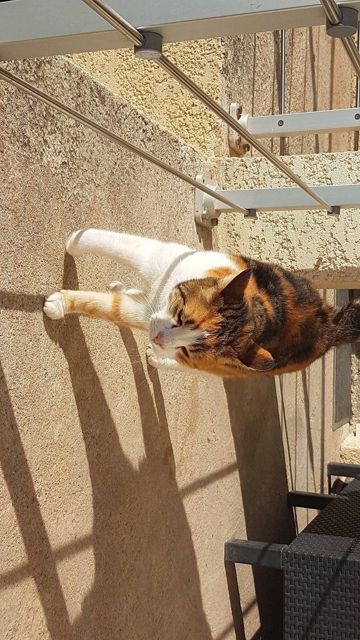 Caline a rejoint le concours — aidez-le/la à gagner de superbes lots ! carnivore, cat, domestic_short_haired_cat, felidae, fur, pet_supply, shadow, small_to_medium_sized_cats, snout, tail, terrestrial_animal, vertebrate, whiskers