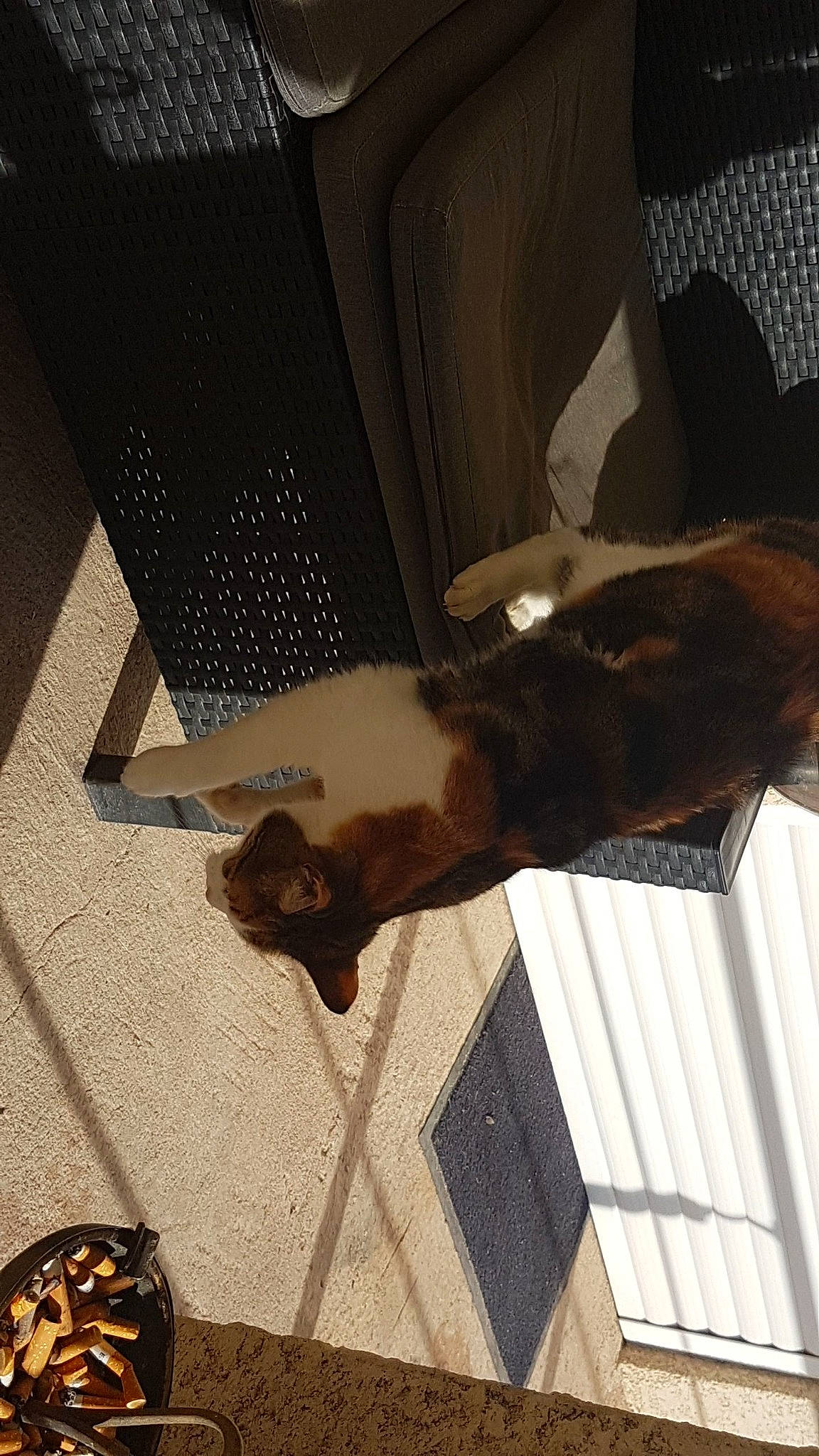 Caline a rejoint le concours — aidez-le/la à gagner de superbes lots ! blazer, brown, canidae, carnivore, dog, dog_breed, floor, flooring, fur, liver, mat, shadow, suit_trousers, tail, vertebrate, working_animal