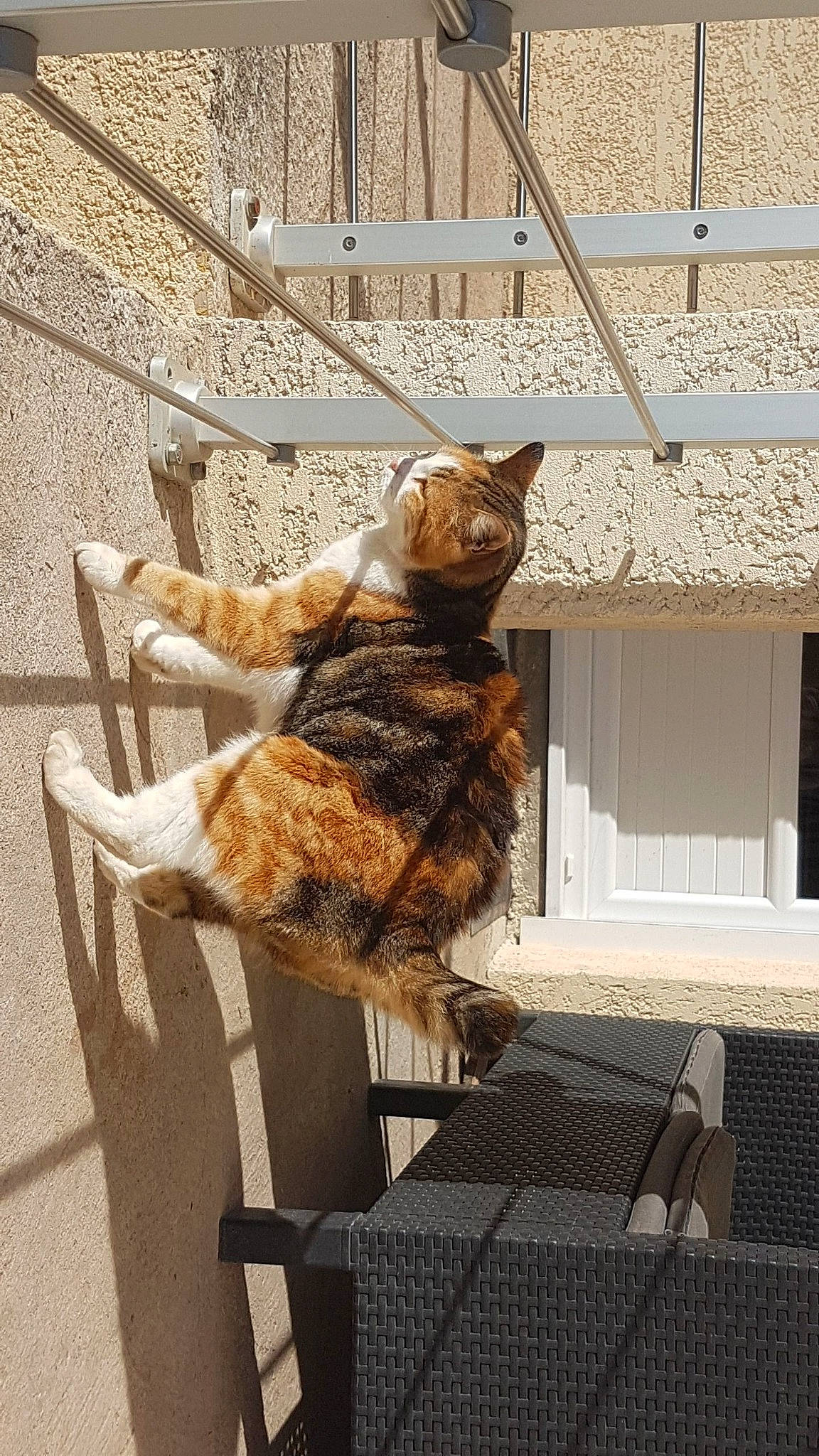 Caline participe au concours pour gagner de l'argent avec cette photo : armrest, carnivore, cat, daylighting, domestic_short_haired_cat, felidae, fur, outdoor_furniture, shade, shadow, small_to_medium_sized_cats, tail, terrestrial_animal, vertebrate, whiskers