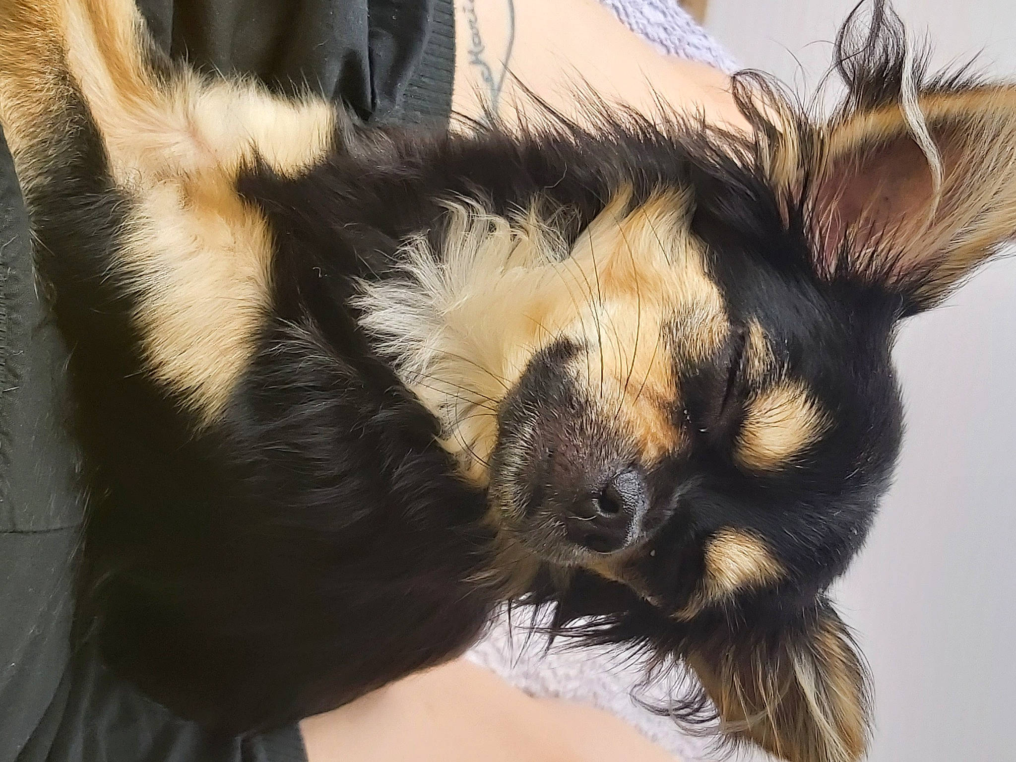 Schelsea a rejoint le concours — aidez-le/la à gagner de superbes lots ! canidae, carnivore, close_up, dog_breed, ear, eye, fur, head, neck, nose, organ, photography, snout, whiskers