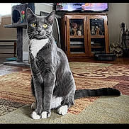 Jill joined the competition — help win amazing prizes! cat, gray_cat, white_paws, yellow_eyes, indoor, living_room, carpet, furniture, cat_tree, wooden_cabinet, television, pet, animal, sitting, domestic_cat, home_interior, floor, curtains, decor, relaxed