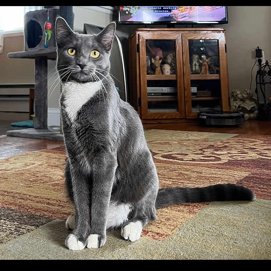 Jill joined the competition — help win amazing prizes! animal, carpet, cat, cat_tree, curtains, decor, domestic_cat, floor, furniture, gray_cat, home_interior, indoor, living_room, pet, relaxed, sitting, television, white_paws, wooden_cabinet, yellow_eyes