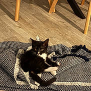 Astro a rejoint le concours — aidez-le/la à gagner de superbes lots ! kitten, cat, black_and_white, blanket, floor, wooden_floor, chair_legs, table_legs, indoors, pet, fur, whiskers, curious, sitting, cozy, fringe, home, animal, young_cat, playful
