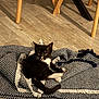 kitten, cat, black_and_white, blanket, floor, wooden_floor, chair_legs, table_legs, indoors, pet, fur, whiskers, curious, sitting, cozy, fringe, home, animal, young_cat, playful