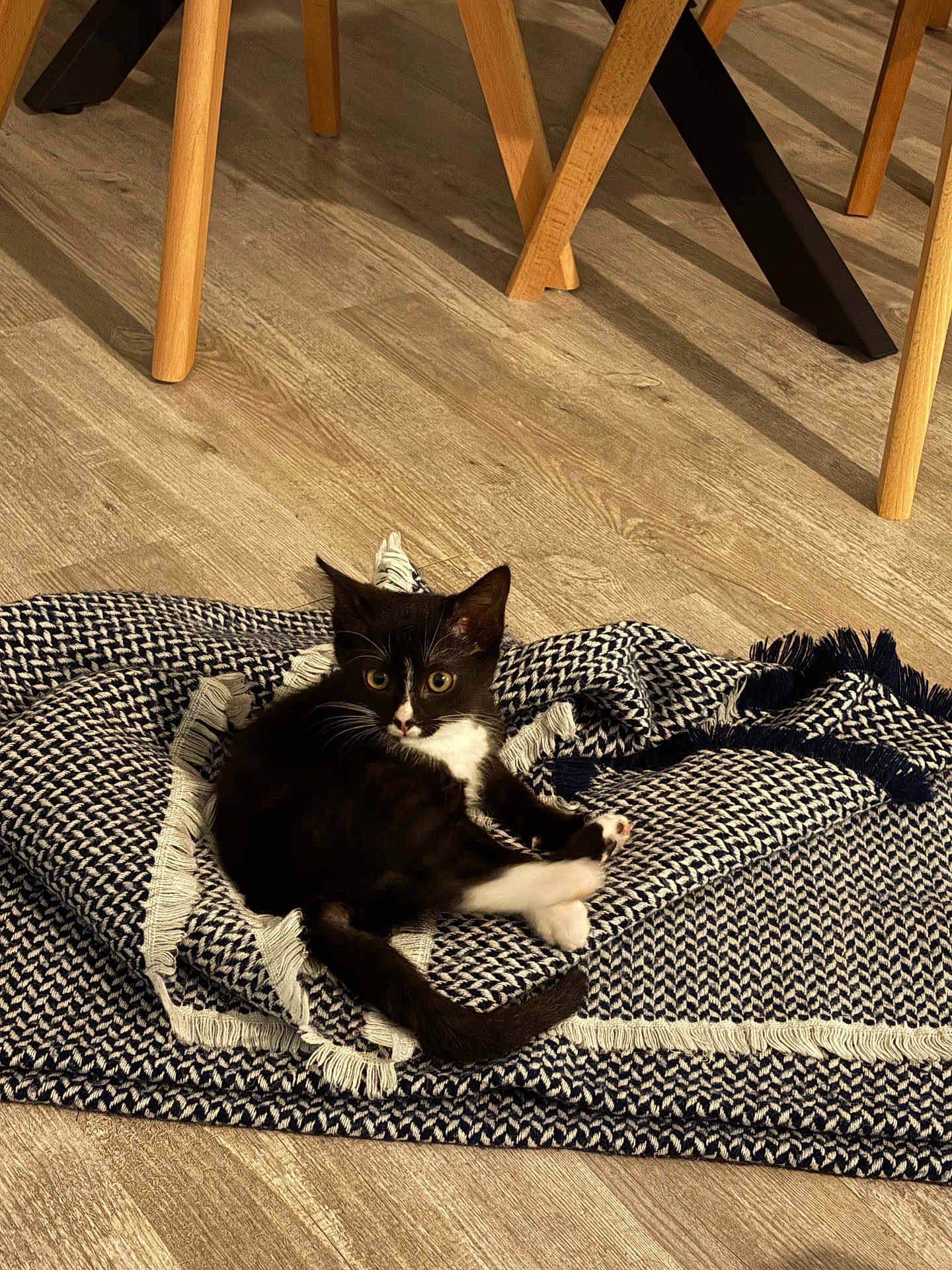 Astro a rejoint le concours — aidez-le/la à gagner de superbes lots ! kitten, cat, black_and_white, blanket, floor, wooden_floor, chair_legs, table_legs, indoors, pet, fur, whiskers, curious, sitting, cozy, fringe, home, animal, young_cat, playful
