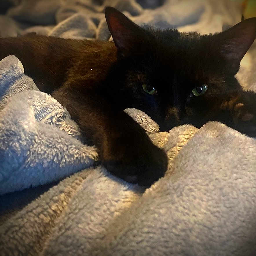 Oliver is registered to the contest to win money with this photo: animal, black_cat, blanket, cat, close_up, comfort, cozy, cute, feline, fur, green_eyes, indoors, lying_down, paw, pet, relaxed, resting, sleepy, soft_texture, warm_lighting