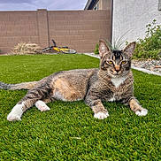 Johnson is registered to the contest to win money with this photo: cat, tabby_cat, grass, lawn, outdoor, backyard, bicycle, wall, sky, plant, relaxed, animal, pet, feline, paw, ear, whiskers, fur, nature, daytime
