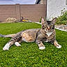 cat, tabby_cat, grass, lawn, outdoor, backyard, bicycle, wall, sky, plant, relaxed, animal, pet, feline, paw, ear, whiskers, fur, nature, daytime
