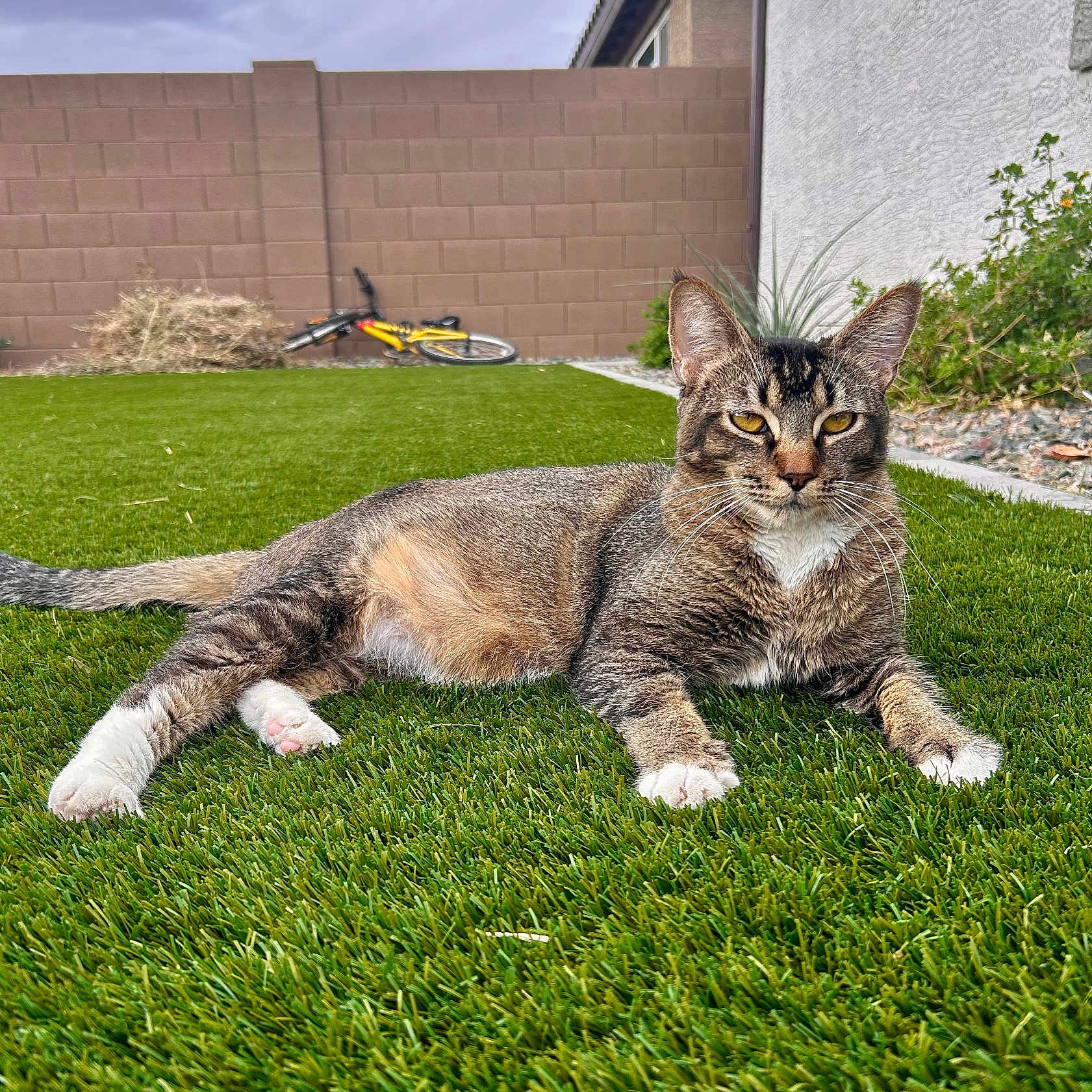 Johnson is registered to the contest to win money with this photo: cat, tabby_cat, grass, lawn, outdoor, backyard, bicycle, wall, sky, plant, relaxed, animal, pet, feline, paw, ear, whiskers, fur, nature, daytime