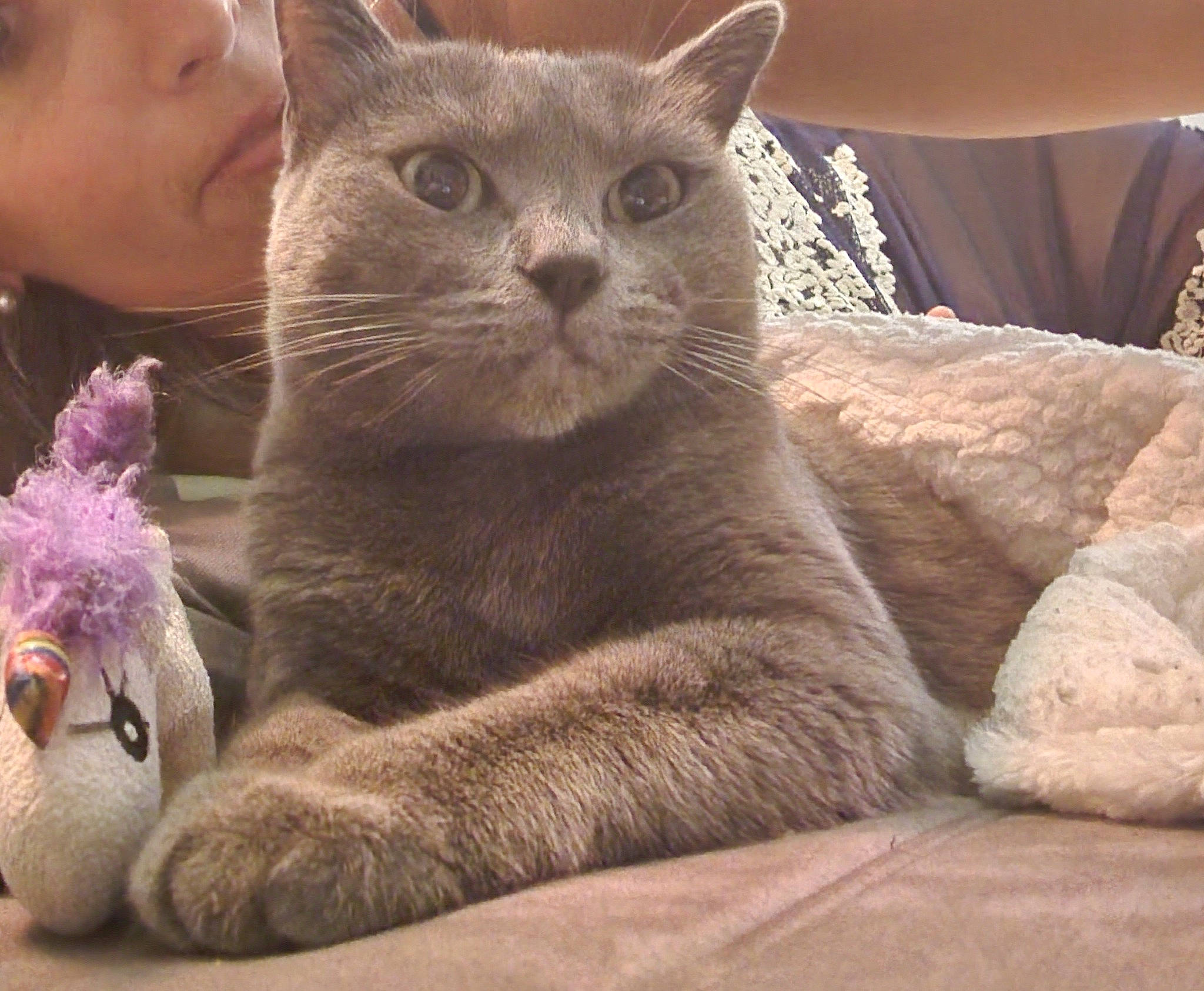 Nougatine a rejoint le concours — aidez-le/la à gagner de superbes lots ! carnivore, cat, claw, comfort, domestic_short_haired_cat, felidae, fur, paw, russian_blue, sitting, small_to_medium_sized_cats, snout, terrestrial_animal, whiskers