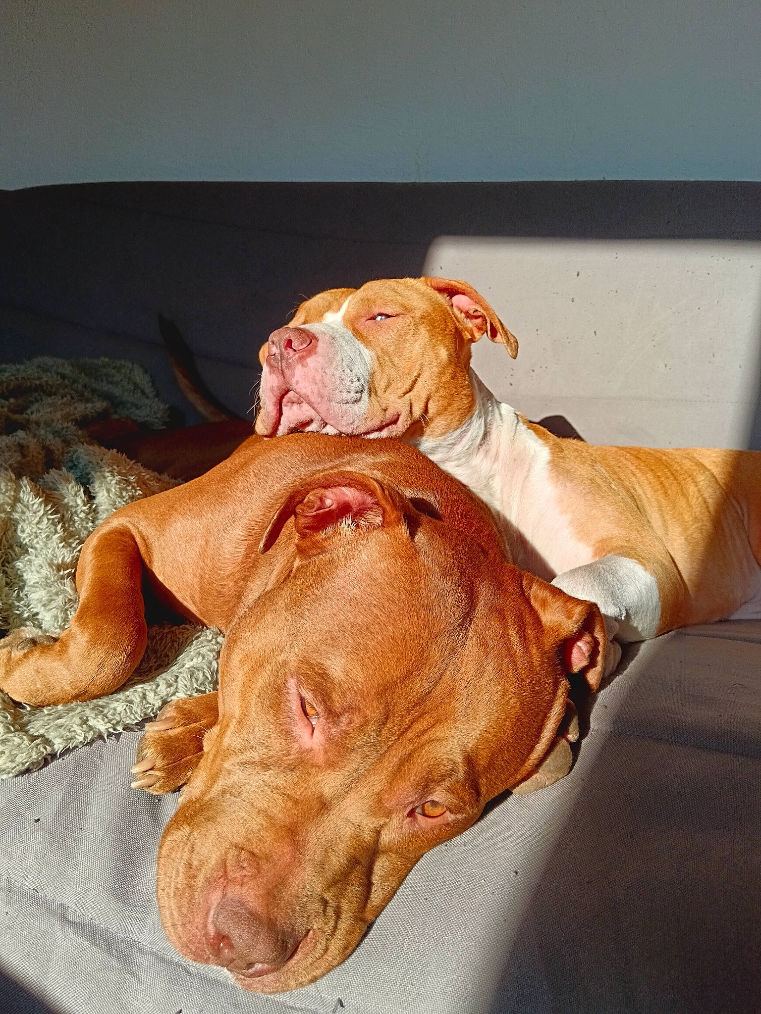 Gaya Et Oslo a rejoint le concours — aidez-le/la à gagner de superbes lots ! canidae, carnivore, comfort, companion_dog, dog, dog_breed, dog_supply, ear, fawn, fur, head, ingredient, liver, pet_supply, snout, sporting_group, terrestrial_animal, whiskers, working_animal, wrinkle