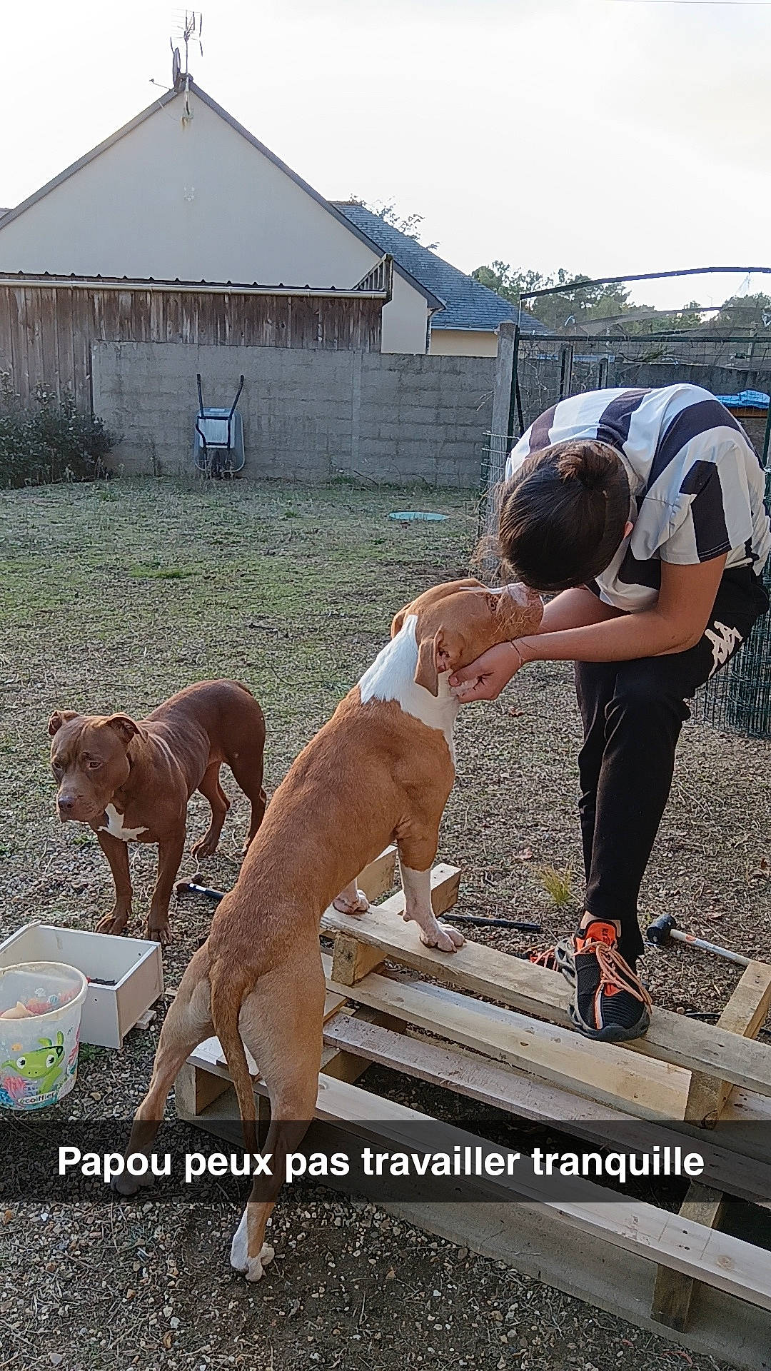 Gaya Et Oslo a rejoint le concours — aidez-le/la à gagner de superbes lots ! barechested, canidae, carnivore, companion_dog, dog, dog_breed, event, fawn, happy, hat, house, human_leg, hunting_dog, landscape, shorts, sky, soil, sporting_group, thigh, working_animal