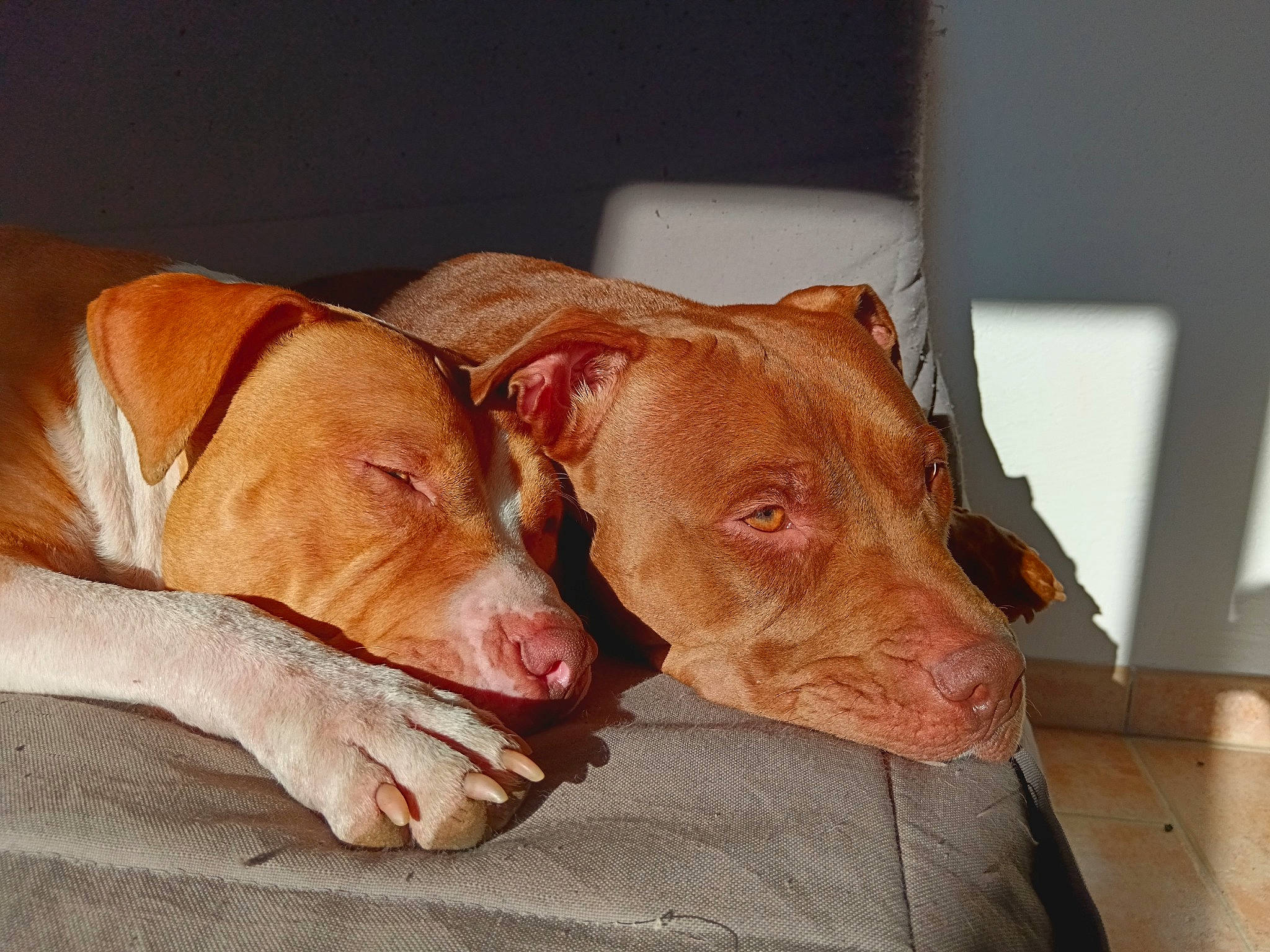 Gaya Et Oslo a rejoint le concours — aidez-le/la à gagner de superbes lots ! canidae, carnivore, comfort, companion_dog, dog, dog_breed, dog_supply, ear, fawn, fur, hardwood, hunting_dog, liver, pet_supply, snout, sporting_group, terrestrial_animal, whiskers, wood, working_animal