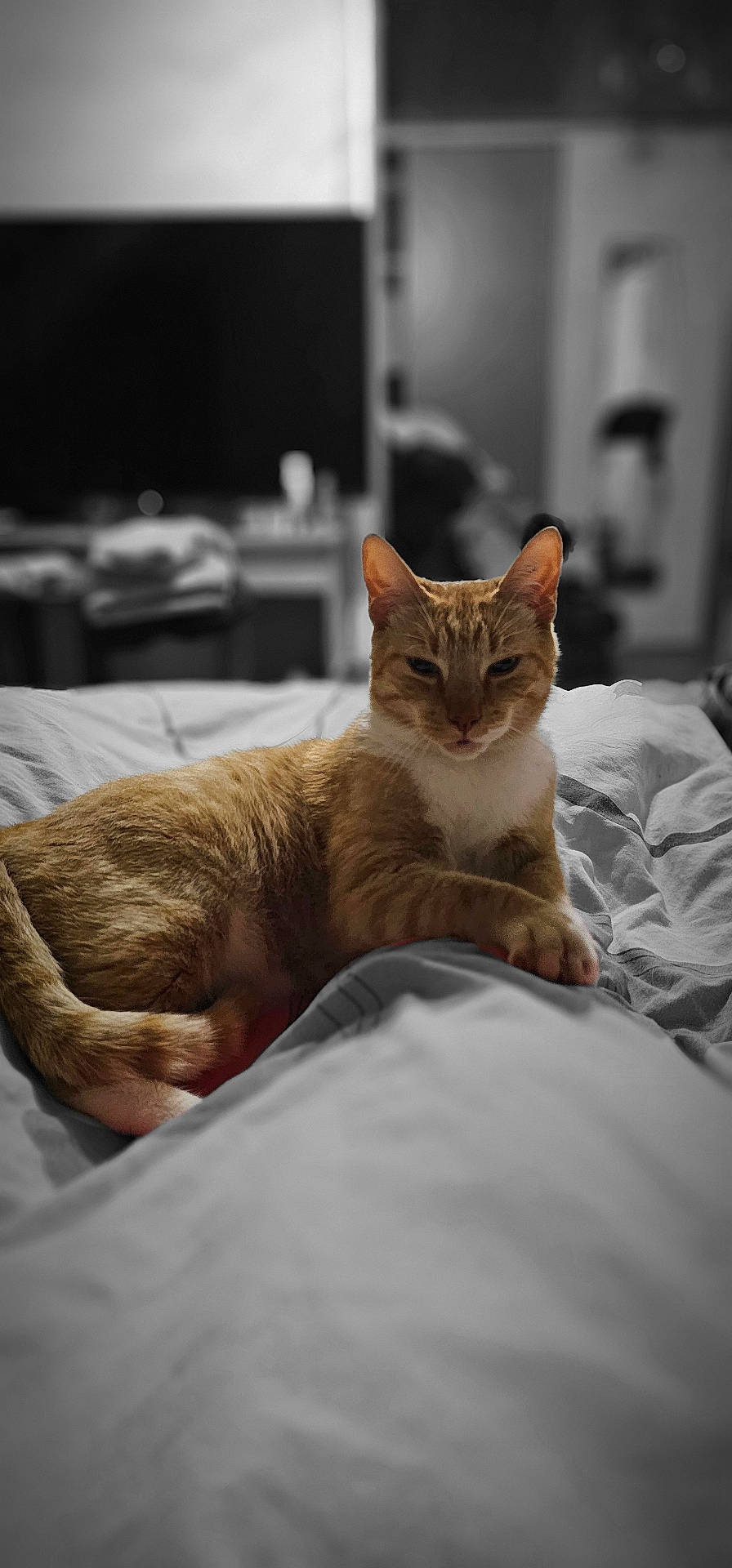 Pilou participe au concours pour gagner de l&#x27;argent avec cette photo : abyssinian, animal, back, bed, bedroom, blanket, bodypart, cat, computer, couch, electronics, furniture, indoors, kitten, laptop, manx, pc, person, pet, room