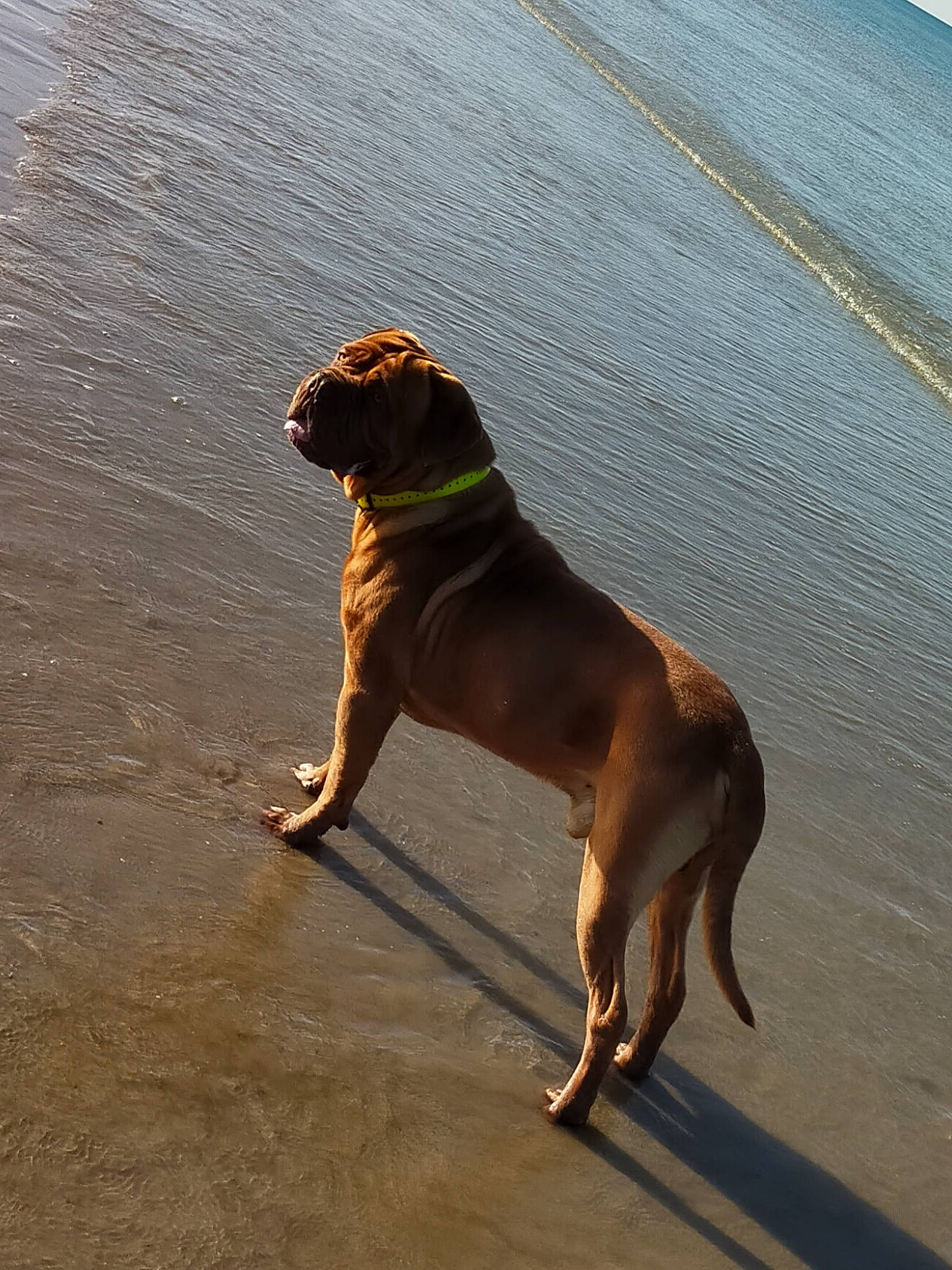 Leïko a rejoint le concours — aidez-le/la à gagner de superbes lots ! beach, canidae, carnivore, collar, companion_dog, dog, dog_breed, dog_collar, fawn, guard_dog, hunting_dog, ocean, pet_supply, sand, shadow, sporting_group, tail, water, working_animal, working_dog