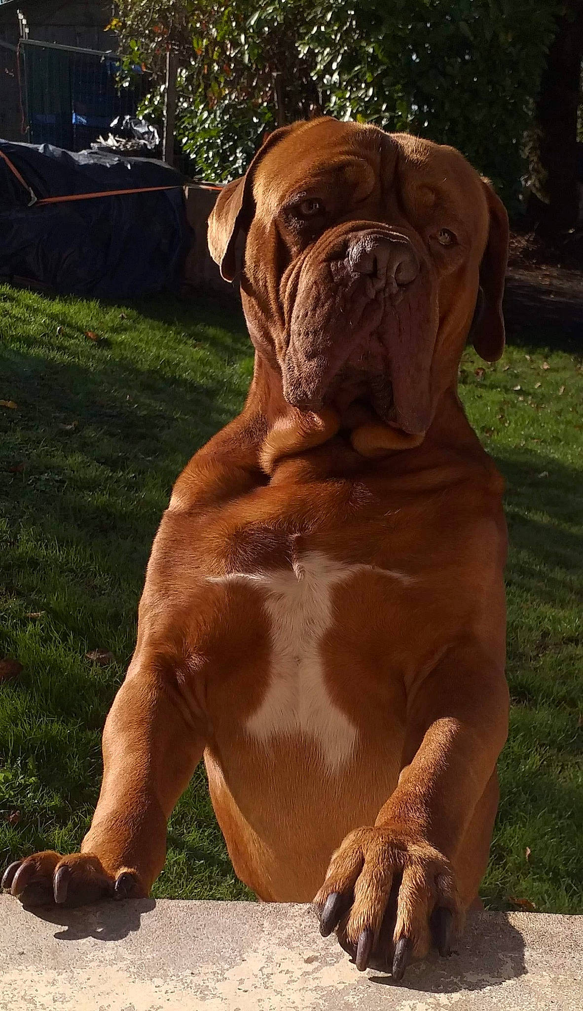 Leïko a rejoint le concours — aidez-le/la à gagner de superbes lots ! ancient_dog_breeds, boxer, canidae, carnivore, companion_dog, dog, dog_breed, fawn, grass, liver, molosser, plant, snout, sporting_group, tail, terrestrial_animal, tree, working_animal, working_dog, wrinkle