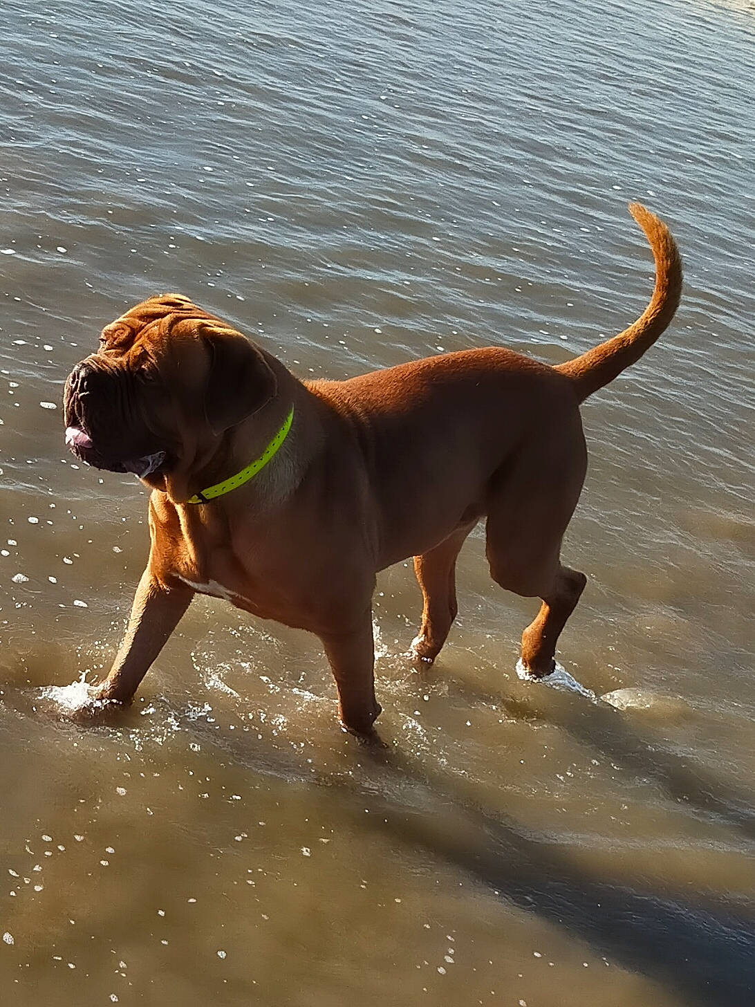 Leïko participe au concours pour gagner de l'argent avec cette photo : beach, carnivore, collar, companion_dog, dog, dog_breed, dog_collar, fawn, guard_dog, gun_dog, lake, leash, liquid, liver, pet_supply, sporting_group, tail, water, working_animal, working_dog