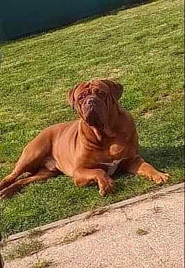 Leïko participe au concours pour gagner de l'argent avec cette photo : canidae, carnivore, companion_dog, dog, dog_breed, fawn, grass, liver, non_sporting_group, plant, sporting_group, tail, terrestrial_animal, water, working_animal, working_dog, wrinkle