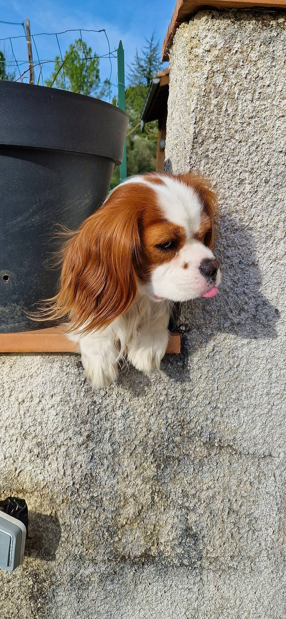 Salto a rejoint le concours — aidez-le/la à gagner de superbes lots ! canidae, carnivore, cavalier_king_charles_spaniel, companion_dog, dog, dog_breed, dog_supply, fawn, fur, king_charles_spaniel, liver, road_surface, snout, spaniel, sporting_group, terrestrial_animal, toy_dog, whiskers, windshield, working_animal