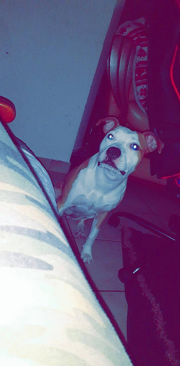 Psyka participe au concours pour gagner de l'argent avec cette photo : canidae, dog, fawn, illustration, non_sporting_group