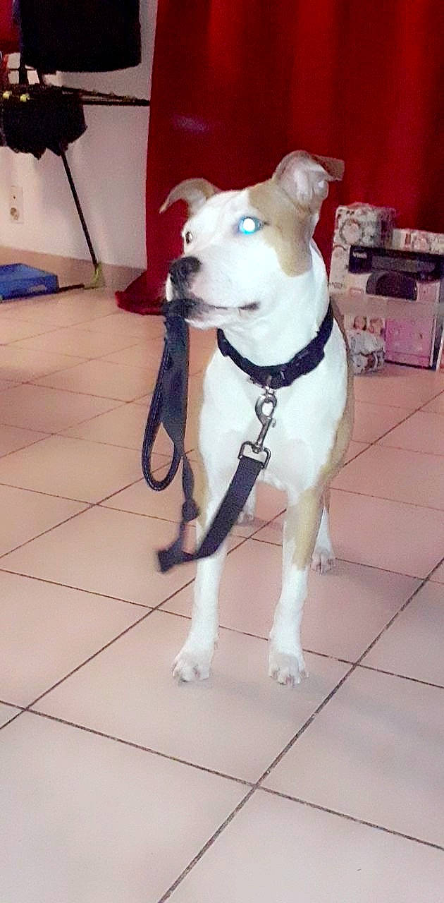 Psyka participe au concours pour gagner de l'argent avec cette photo : american_pit_bull_terrier, bull_and_terrier, bull_terrier, canidae, carnivore, collar, companion_dog, dog, dog_breed, fawn, gull_terr, leash, mammal, non_sporting_group, old_english_terrier, pit_bull, rare_breed_dog, snout, tail, vertebrate