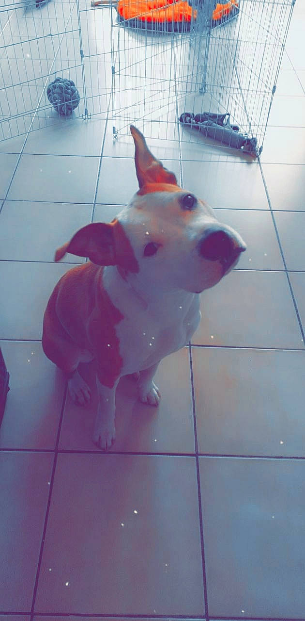 Psyka participe au concours pour gagner de l'argent avec cette photo : american_bulldog, american_pit_bull_terrier, american_staffordshire_terrier, bull_terrier, canidae, carnivore, dog, dog_breed, fawn, floor, non_sporting_group, pit_bull, snout, tail, tile