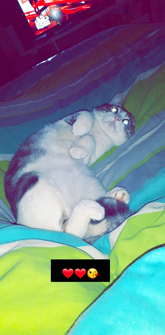 Flash participe au concours pour gagner de l'argent avec cette photo : anime, cartoon, cat, felidae, fiction, fictional_character, games, kitten, photo_caption, small_to_medium_sized_cats, whiskers