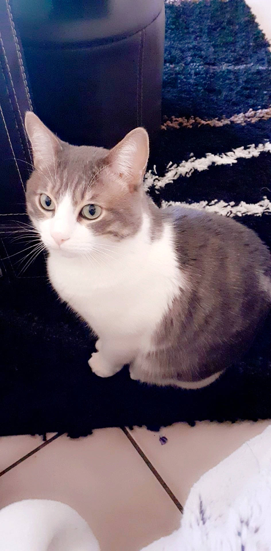 Flash a rejoint le concours — aidez-le/la à gagner de superbes lots ! aegean_cat, american_wirehair, asian, carnivore, cat, domestic_short_haired_cat, european_shorthair, fawn, felidae, fur, japanese_bobtail, kitten, mammal, ojos_azules, polydactyl_cat, small_to_medium_sized_cats, tabby_cat, vertebrate, whiskers