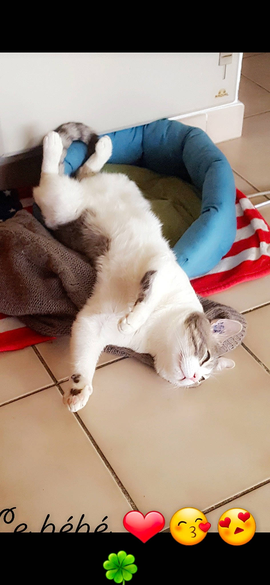 Flash participe au concours pour gagner de l'argent avec cette photo : canidae, carnivore, cat, companion_dog, dog_breed, ear, felidae, fur, kitten, leg, paw, small_to_medium_sized_cats, tail, whiskers