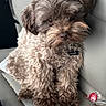 Chloe joined the competition — help win amazing prizes! dog, puppy, small_dog, fluffy, curly_fur, brown_fur, sitting, car, car_seat, pet, collar, name_tag, toy, red_toy, indoor, portrait, cute, companion_animal, close_up, vehicle