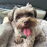 Chloe joined the competition — help win amazing prizes! dog, puppy, portrait, close_up, brown_fur, curly_fur, floppy_ears, tongue_out, panting, happy, cute, pet, collar, indoor, car_interior, blanket, seated, camera_facing, animal, companion