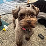 dog, puppy, pet, small_dog, scruffy, fluffy, brown_fur, facial_hair, portrait, close_up, looking_at_camera, indoors, living_room, carpet, rug, collar, pink_collar, tag, toy, household_objects