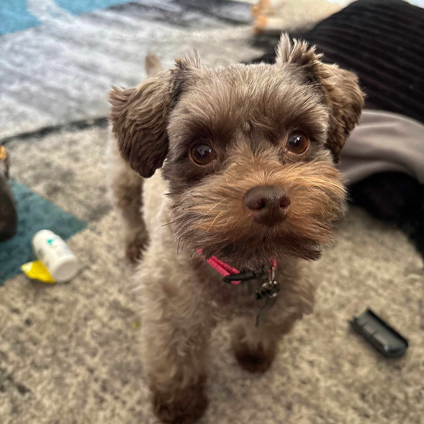Chloe