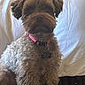 Chloe is registered to the contest to win money with this photo: dog, brown_dog, fluffy, shaggy, pet, canine, collar, pink_collar, tags, portrait, sitting, indoors, couch, cushions, white_background, closeup, fur, looking_at_camera, companion_animal, home