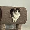 cat, tabby_cat, white_cat, pet, animal, feline, sitting, lounging, paws, crossed_paws, portrait, indoors, home, cat_tree, scratching_post, carpet, furniture, wall, floor, relaxed