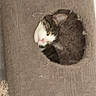 cat, black_and_white, feline, pet, animal, sleeping, resting, face, ears, pink_nose, whiskers, fur, scratching_post, cat_tree, hole, indoor, home, cozy, funny, portrait