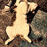 cat, feline, white_cat, fluffy, lying_down, belly_up, indoors, rug, carpet, tile_floor, sneaker, shoe, pet, animal, relaxed, playful, funny_pose, paws_up, tail, home