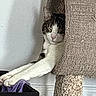 cat, tabby, white_cat, pet, animal, sleepy, relaxed, stretching, sitting, scratching_post, cat_tree, indoor, home, wall, carpet, laundry, basket, cloth, portrait, cozy