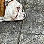 June is registered to the contest to win money with this photo: animal, brown_fur, bulldog, canine, closeup, daylight, dog, face, lying_down, nature, outdoor, pavement, pet, quiet, resting, side_view, stone_surface, texture, white_fur, wrinkles
